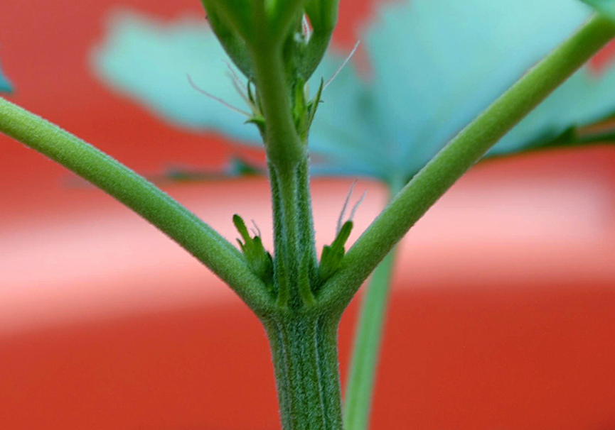 大白菜腋芽怎么進行培養?