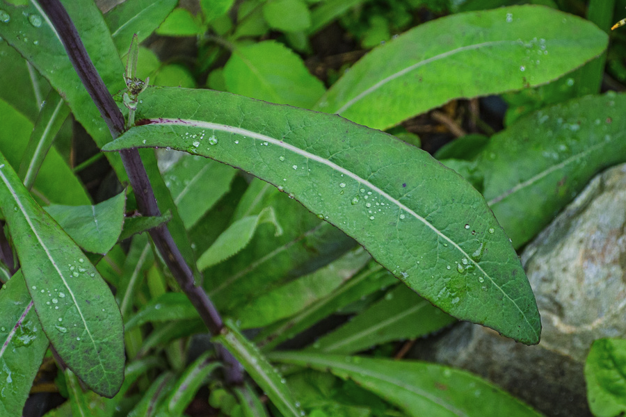 苦葜菜怎么進行種子培育和催芽?