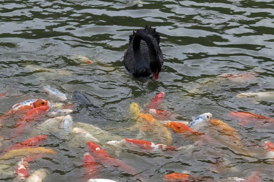 鵝飼料中加入魚粉有哪些好處?