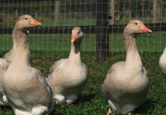 <strong>苦葜菜加入到鵝飼料中有哪些好處?</strong>