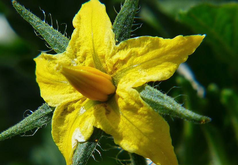 番茄小孢子培養(yǎng)和花粉培養(yǎng)有什么不同點?