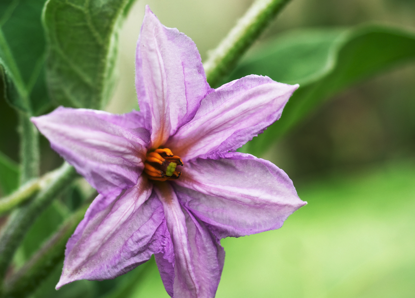 茄子怎么進行花粉培養?