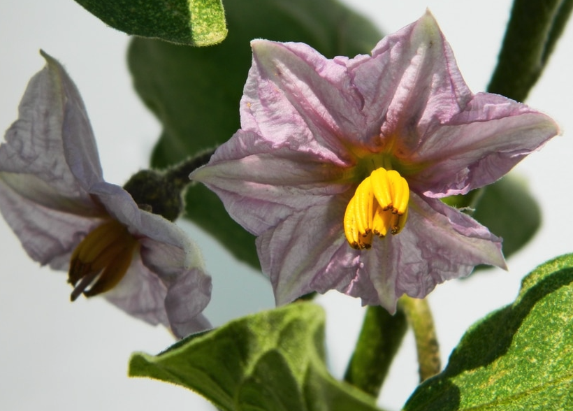 茄子怎么進行花粉培養?