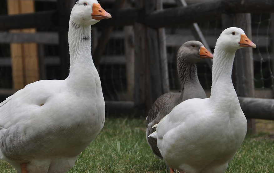 鵝的青綠飼料和精料怎么進行搭配?