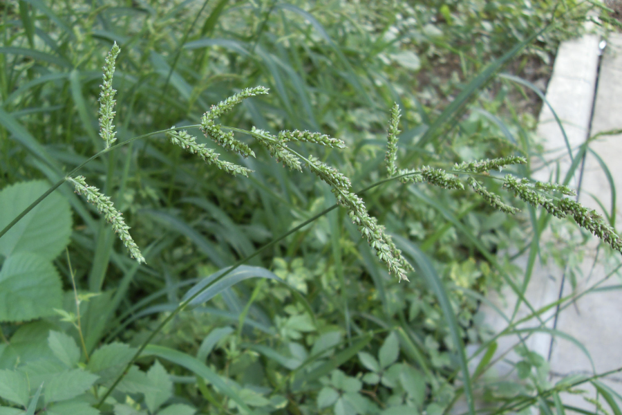 稗草怎么進行種子培育和催芽？