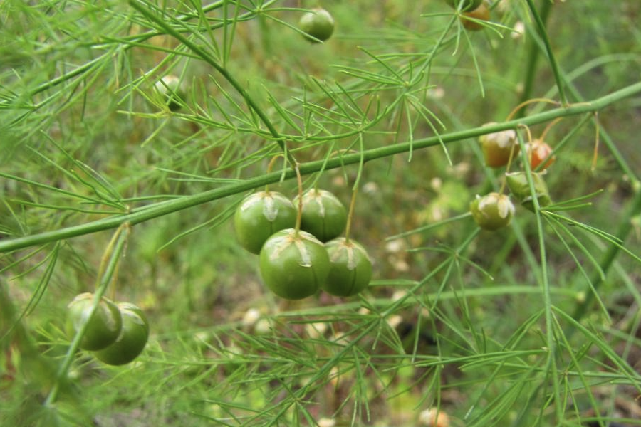 石刁柏怎么控制體細胞干擾?