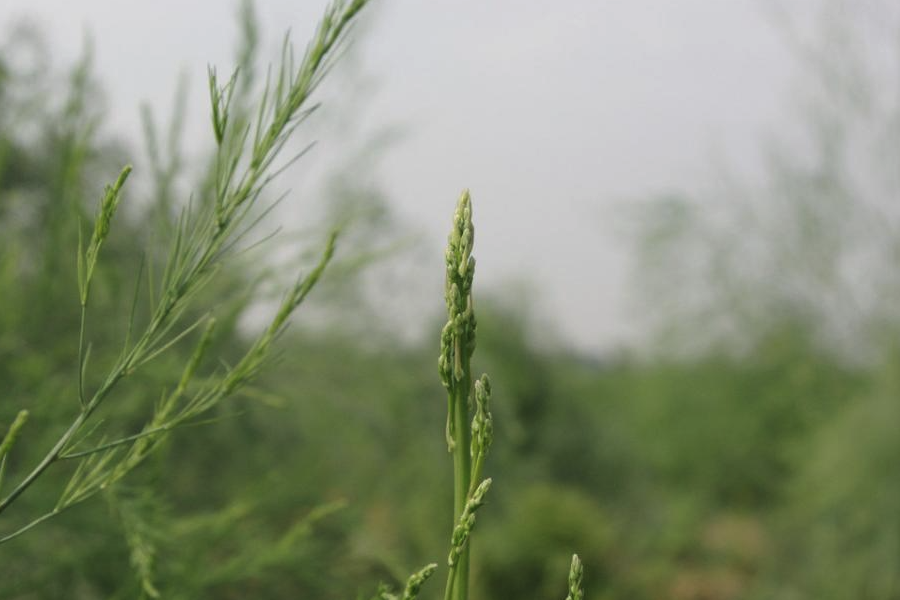 石刁柏怎么通過雄株花藥培養植株?