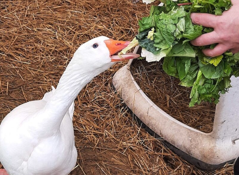 稗草加入鵝飼料有哪些好處?