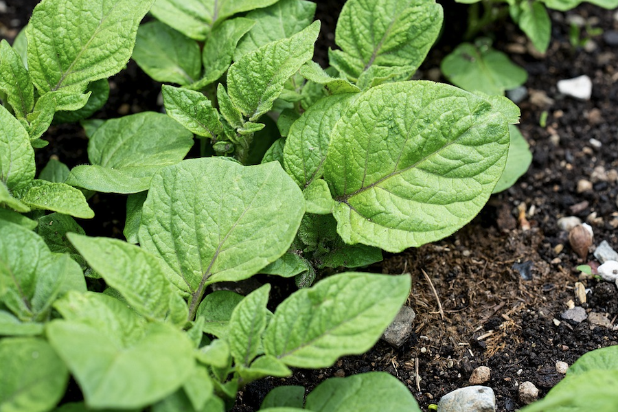 植物細胞培養出現核內有絲分裂是什么原因?