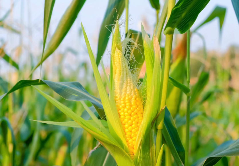 玉米種植高密度對(duì)產(chǎn)量有哪些影響?