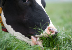 <strong>聚合草作牛羊飼料有哪些好處?</strong>