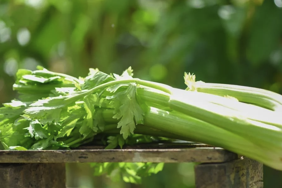 芹菜怎么進(jìn)行原生質(zhì)體培養(yǎng)？