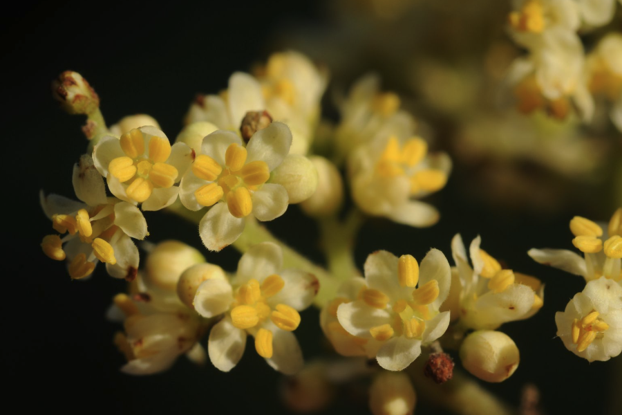 花粉和小孢子機械分離法有哪些好處？