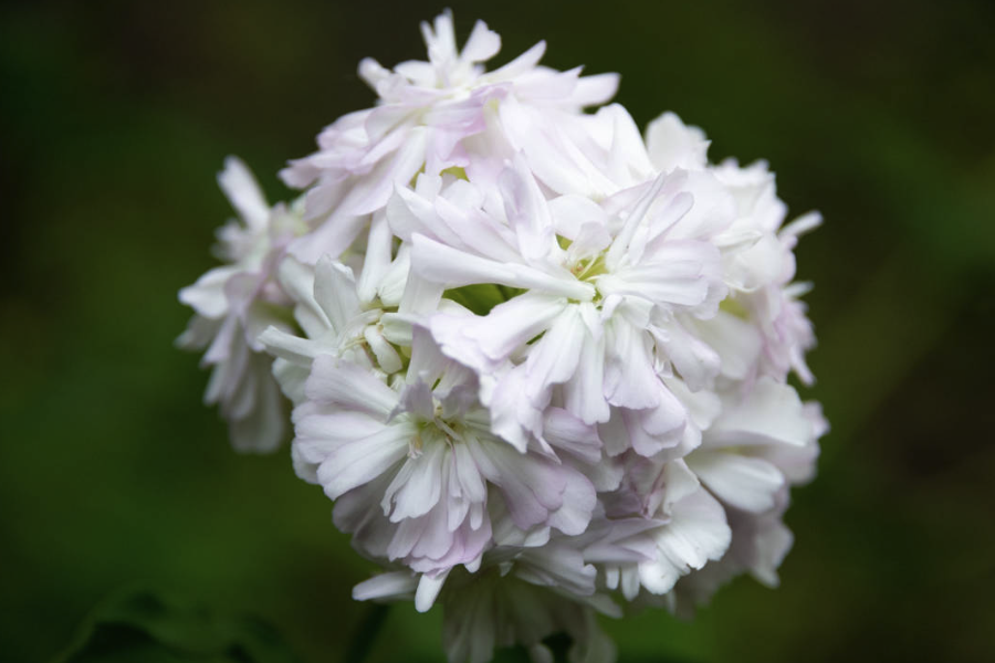 肥皂草怎么進(jìn)行種子培育和催芽?