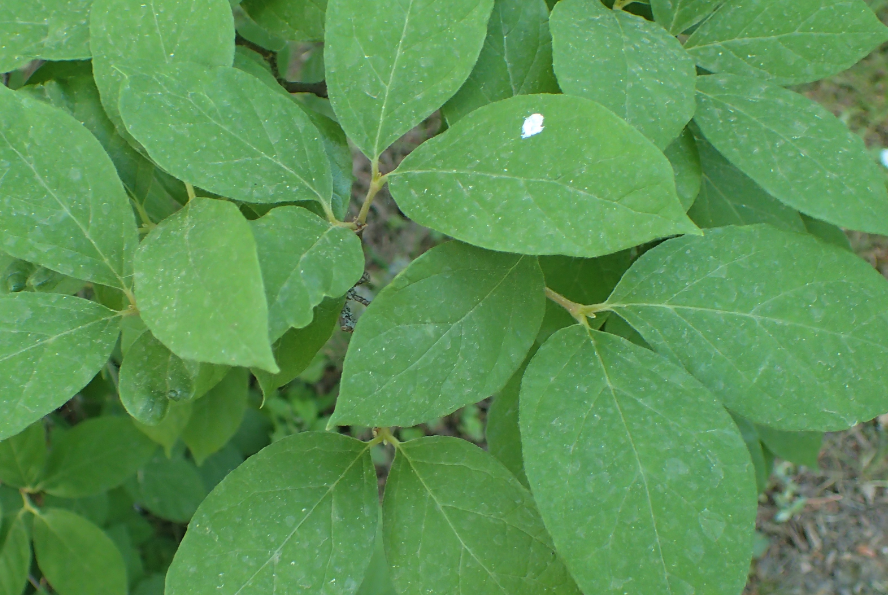 根癌農(nóng)桿菌對雙子葉植物有什么影響?