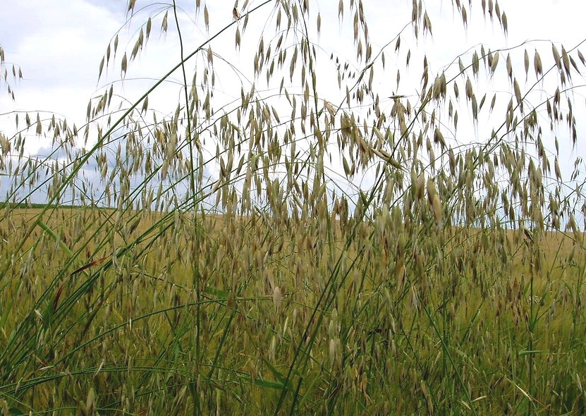 野燕麥分布在什么地區(qū)，有哪些形態(tài)特點(diǎn)?