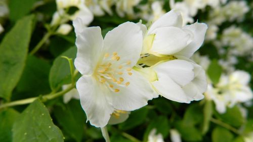 茉莉花不發芽是什么原因？