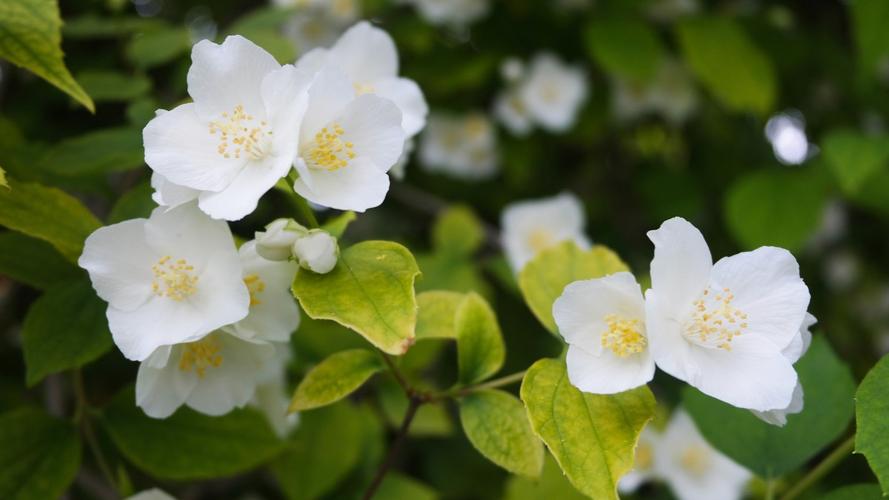 茉莉花不發芽是什么原因？