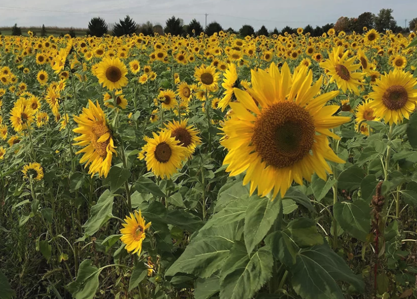 葵花籽餅怎么提高脫殼程度?