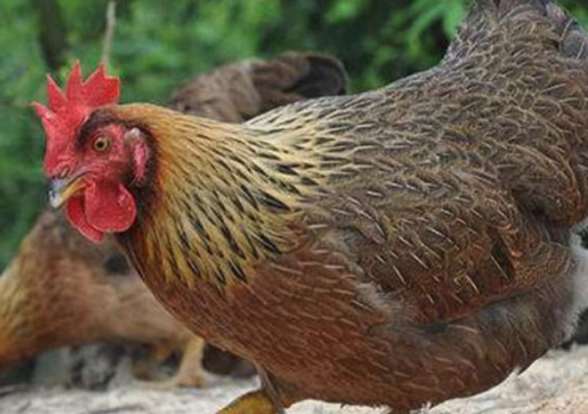 感染霉菌的花生餅做飼料對雞有哪些影響?