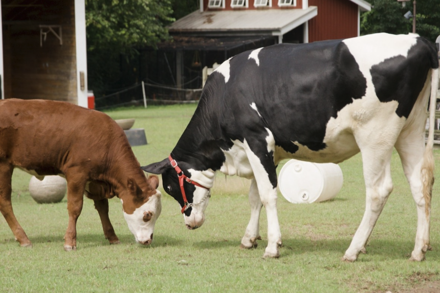 犢牛的飼料脫脂乳粉是怎么提煉的？