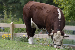 <strong>成年奶牛泌乳期飼料配方是什么樣的？</strong>