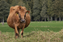 <strong>牛飼料中的礦物質(zhì)飼料主要包括哪些？</strong>