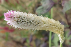 <strong>蒿秕是什么植物，作為牛飼料有什么好處？</strong>