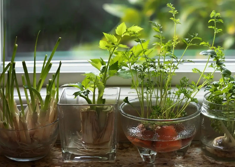 怎么誘導動物原生質體和植物原生質體的融合?