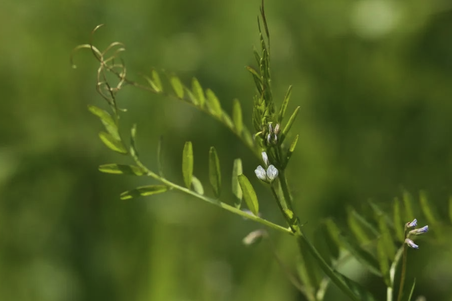 野豌豆的種植方法和準備條件?