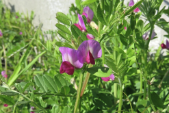 <strong>野豌豆加入到羊飼料中有哪些好處？</strong>