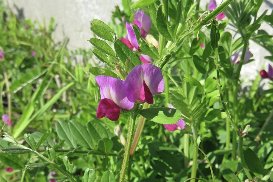 野豌豆加入到羊飼料中有哪些好處？