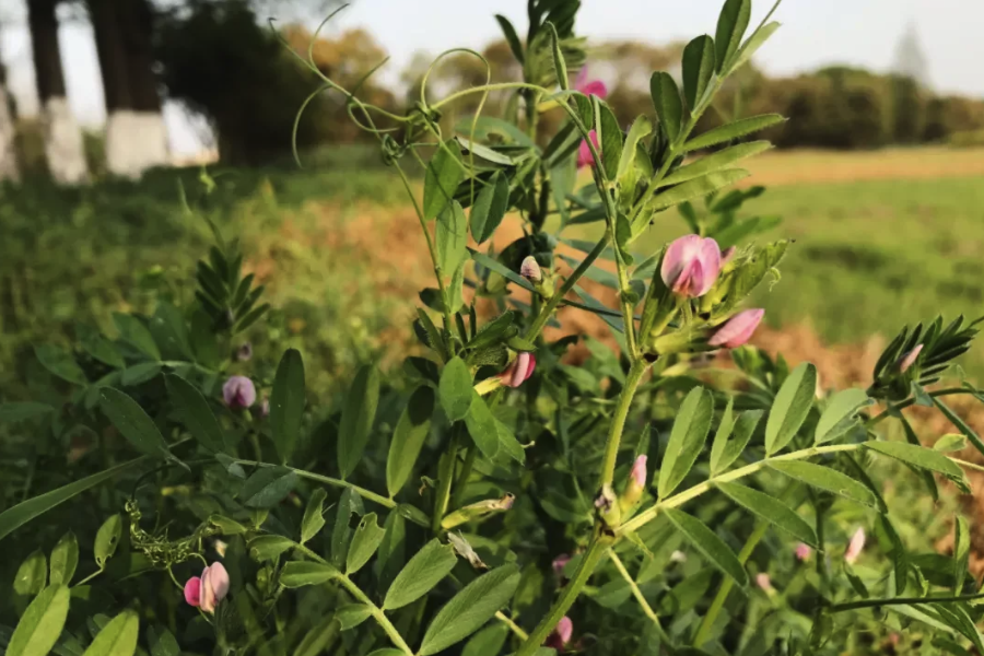 野豌豆分布在哪些地區，有什么生態習性?