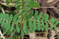 <strong>野豌豆是什么植物，有哪些形態(tài)特點?</strong>