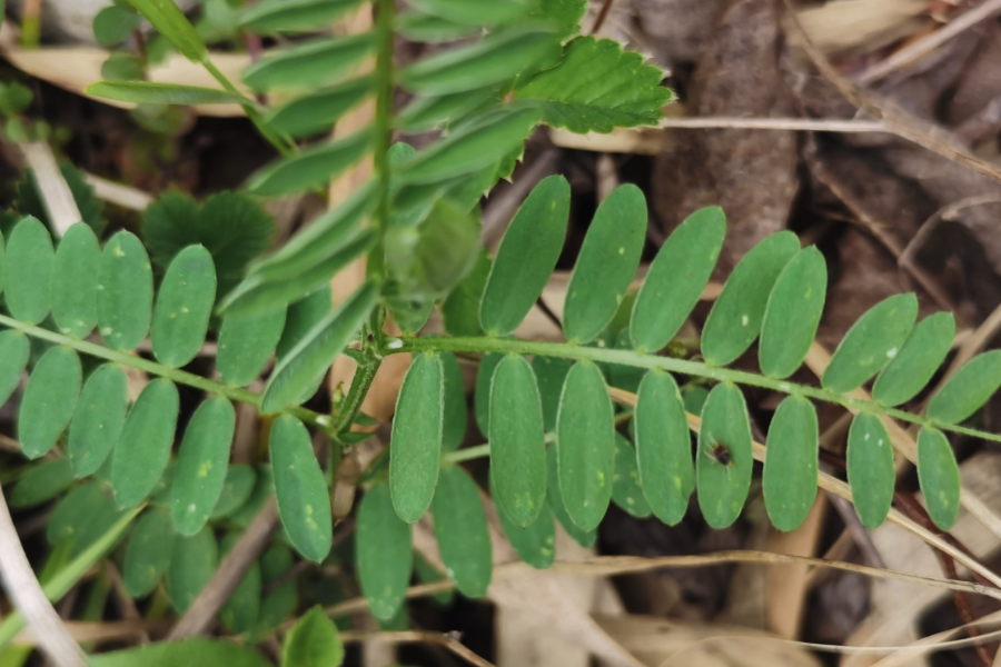 野豌豆是什么植物，有哪些形態(tài)特點(diǎn)?