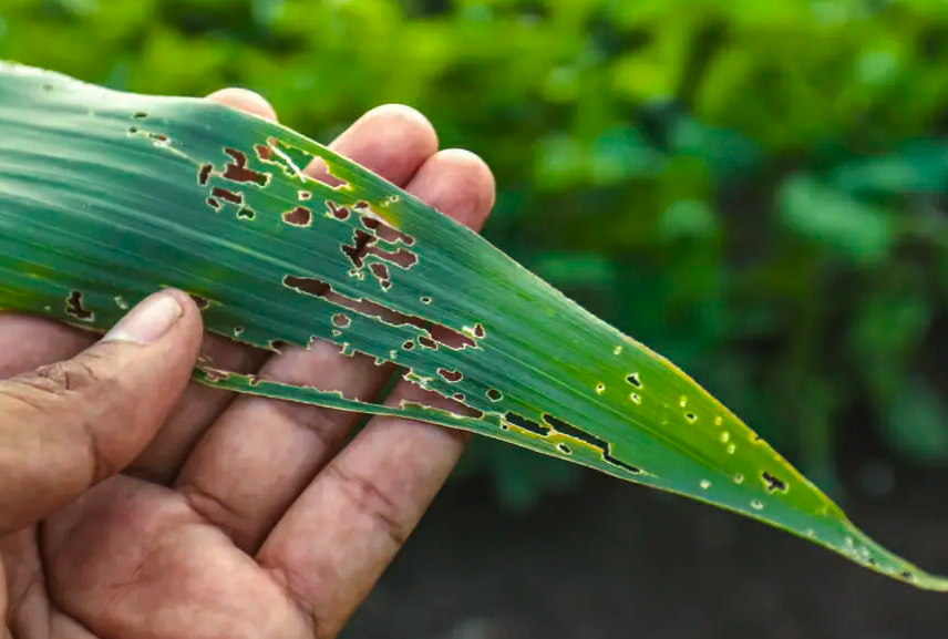 重金屬對玉米的植株形態(tài)有哪些影響?