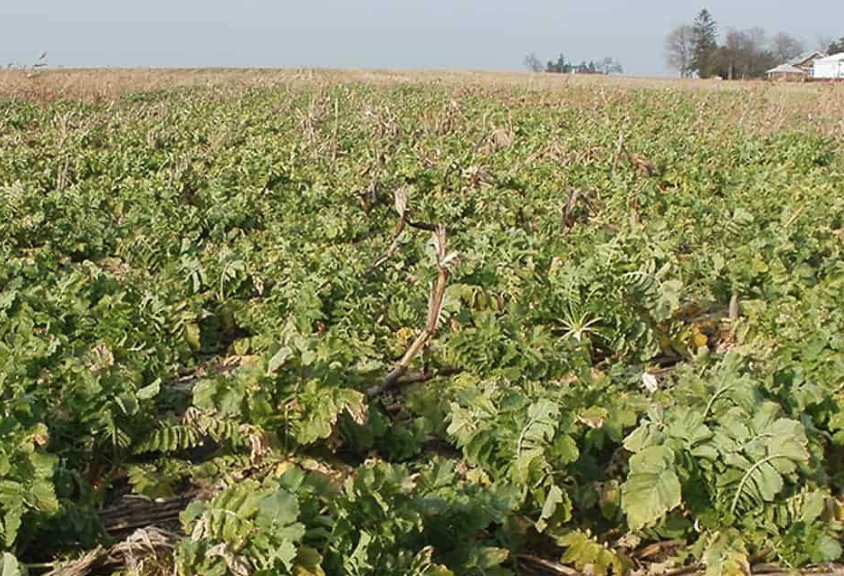 植物基因工程轉座子標記法是什么?