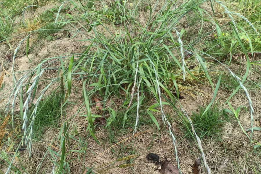 披堿草的種植方法和準備條件？