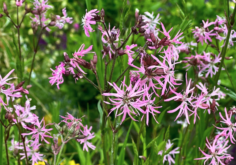 怎么去除剪秋羅（Ragged robin）的螨蟲？