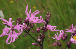 <strong>怎么去除剪秋羅（Ragged robin）的螨蟲？</strong>