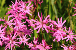 <strong>剪秋羅（Ragged robin）用哪些方式可以消滅蚜蟲？</strong>