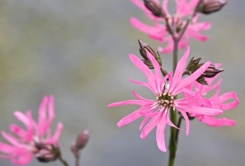 剪秋羅（Ragged robin）用哪些方式可以消滅蚜蟲？