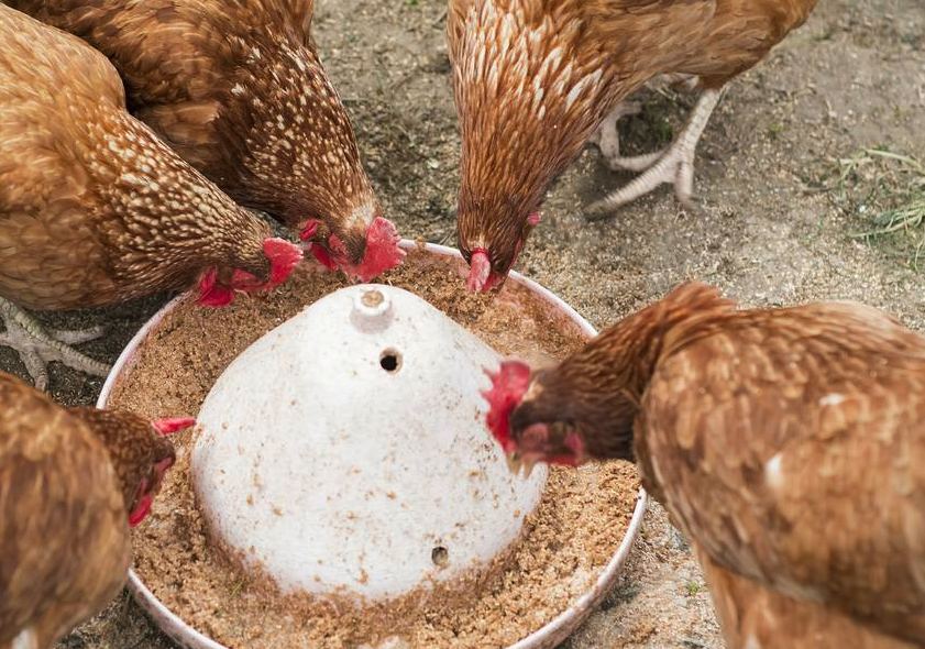 雞飼料中的防霉劑主要有什么成分?