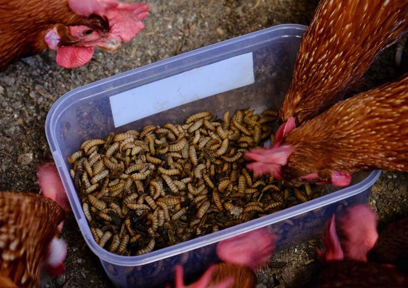 雞飼料中使用的抗氧化劑有什么品種?