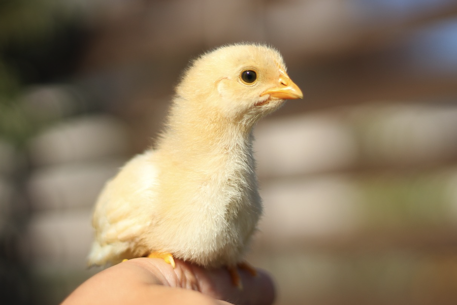 糖精可以加入到雞飼料中嗎，有什么作用？