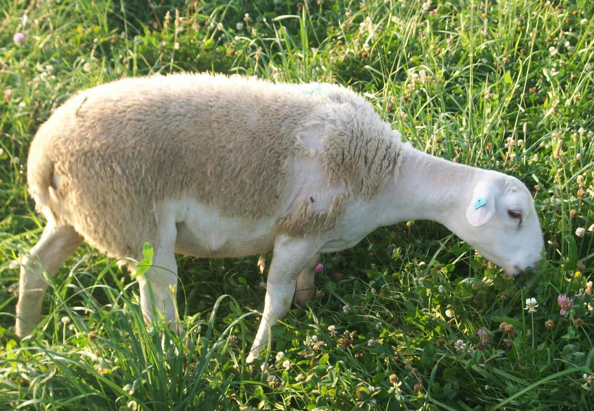 狼杷草加入羊飼料中有哪些好處?