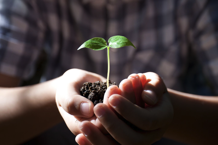 植物細胞內冠癭堿的檢測用什么方法？