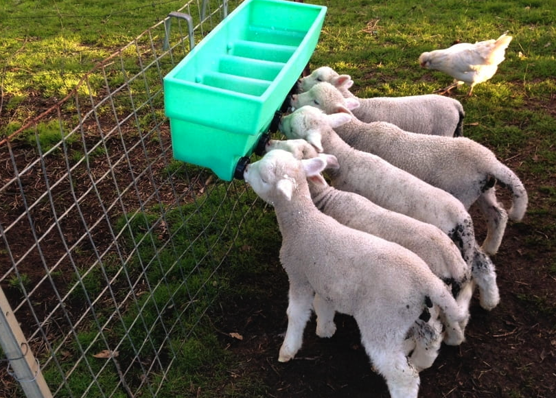 絹雀麥加入到羊飼料中有哪些好處?