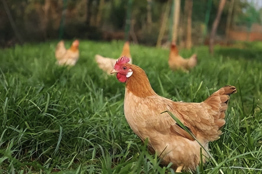 雞場怎么計算飼料效率？