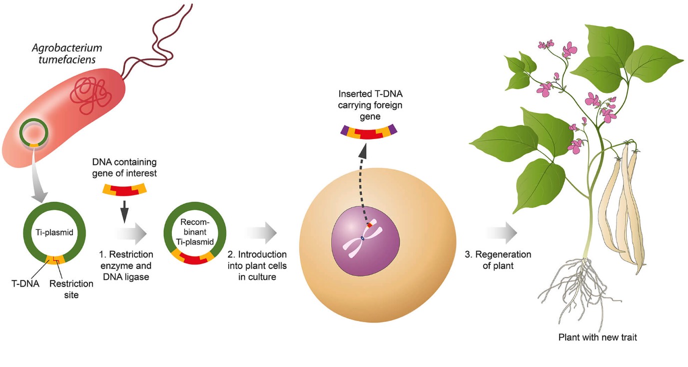 植物遺傳轉化系統有幾種？